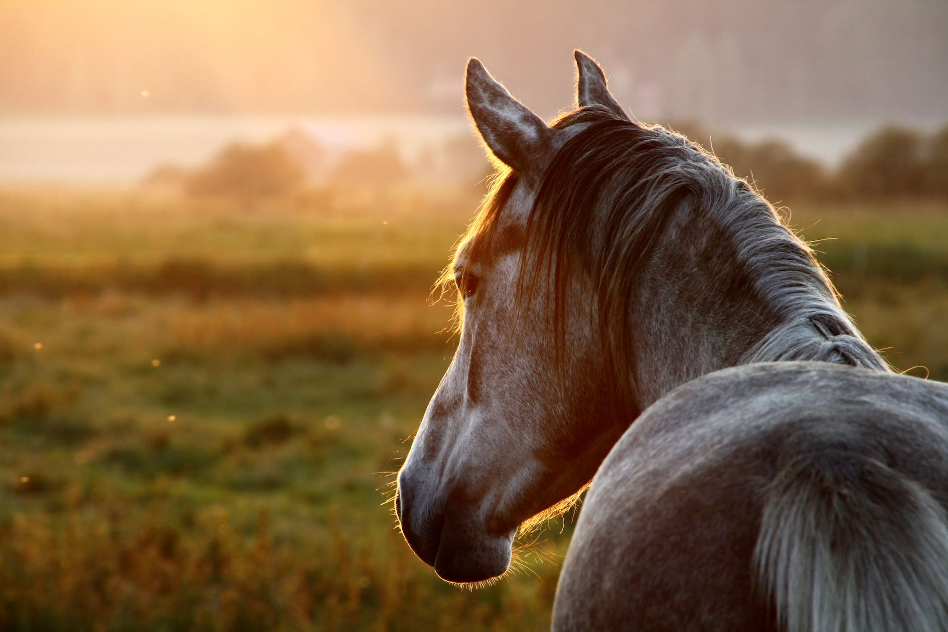 Feeding your horse simply!
