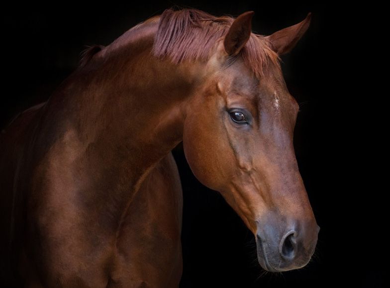 Coat conditioning for horses: Supporting shine from the inside out