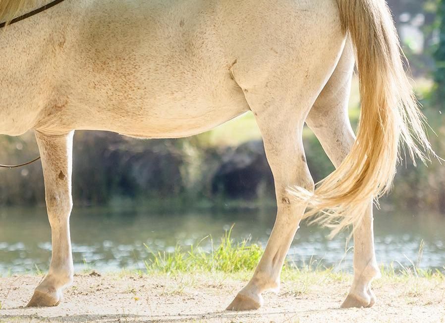 Understanding Australian Stringhalt: Causes, symptoms, and management