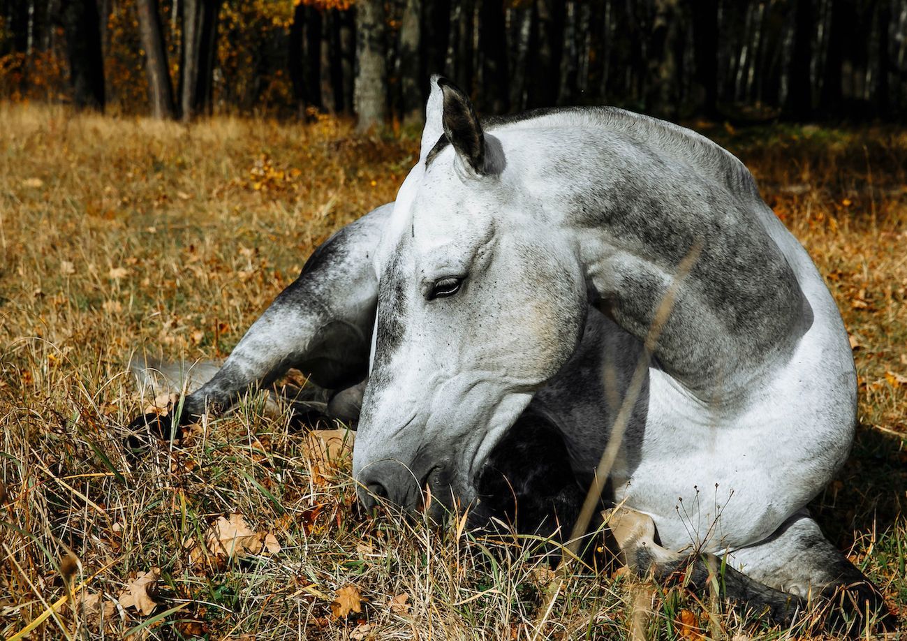 Signs and symptoms of colic in horses