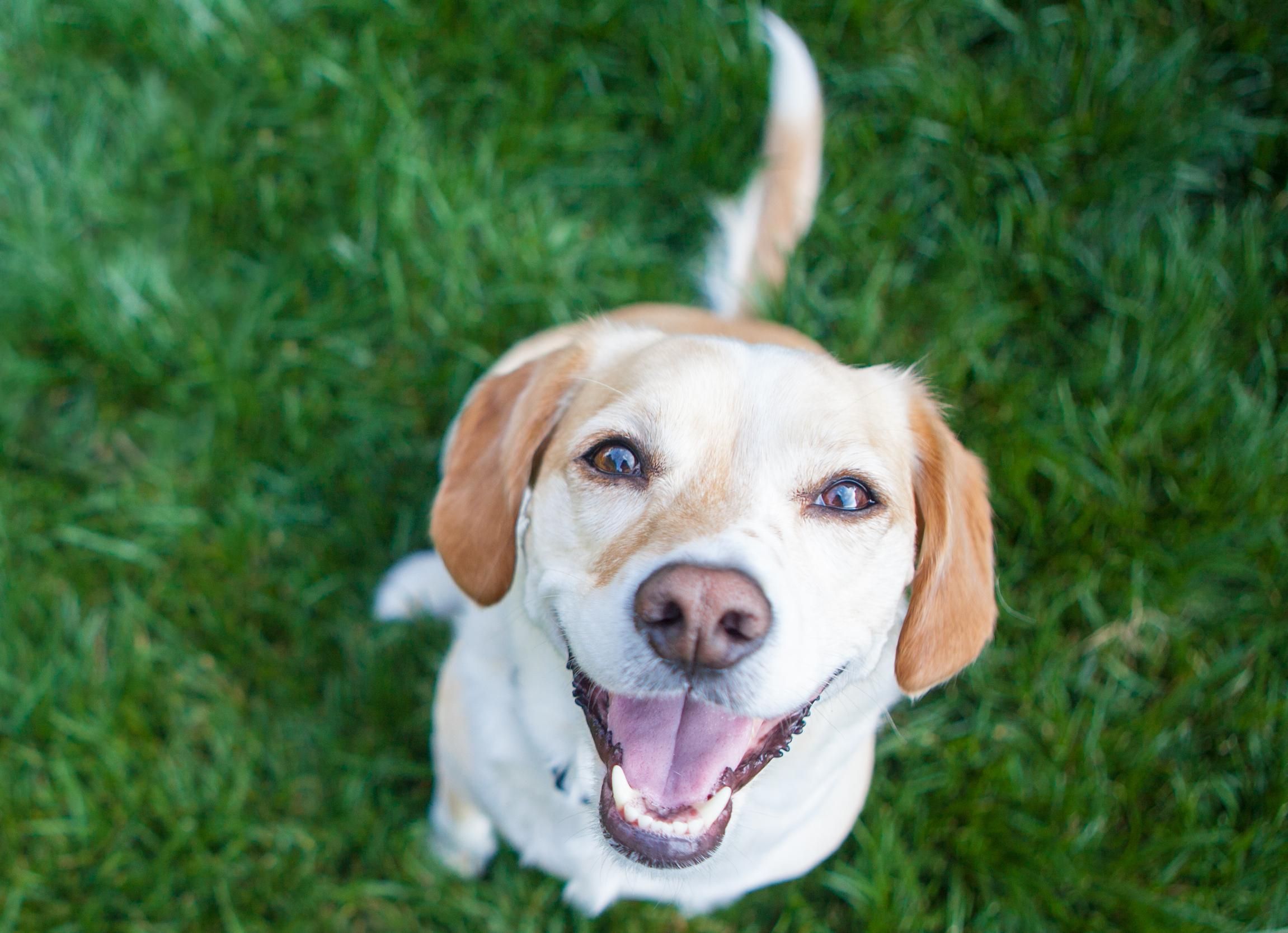 Bones, joint, ligaments - building a strong dog