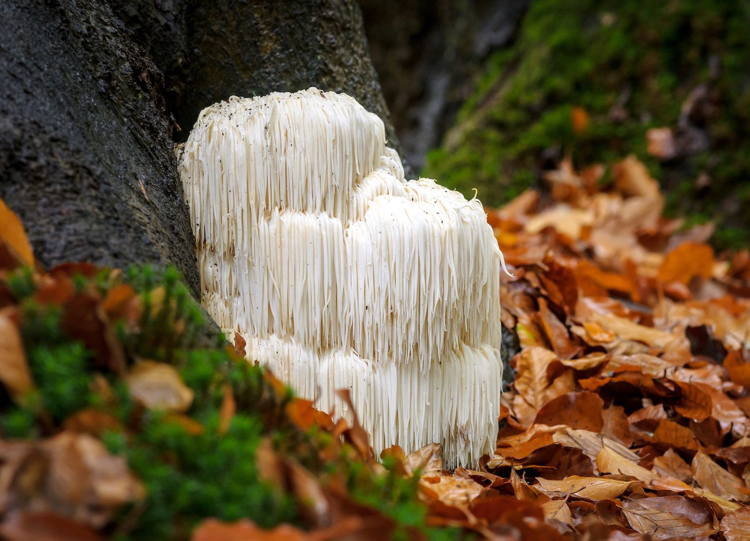 Lion's mane for brain function, memory and focus!