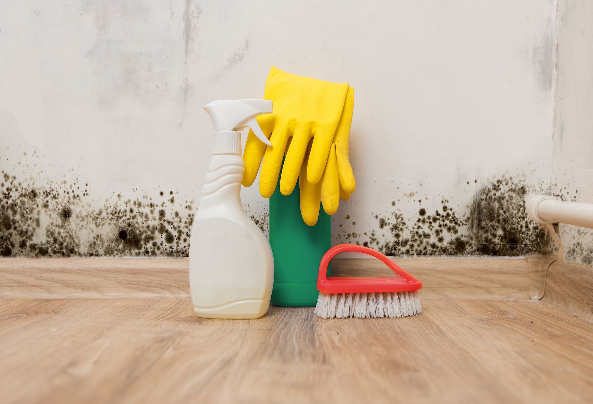 Mould exposure, your health and what you can do