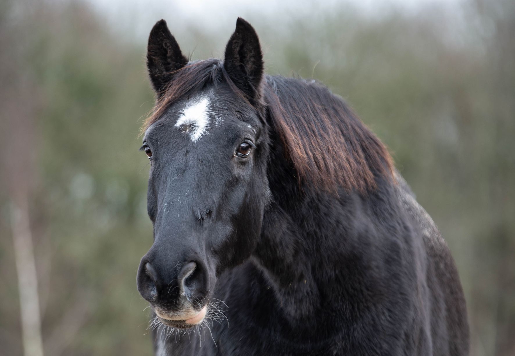 How to care for an older horse