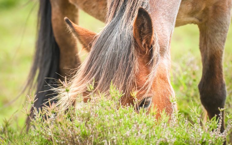 Pony was experiencing early laminitis