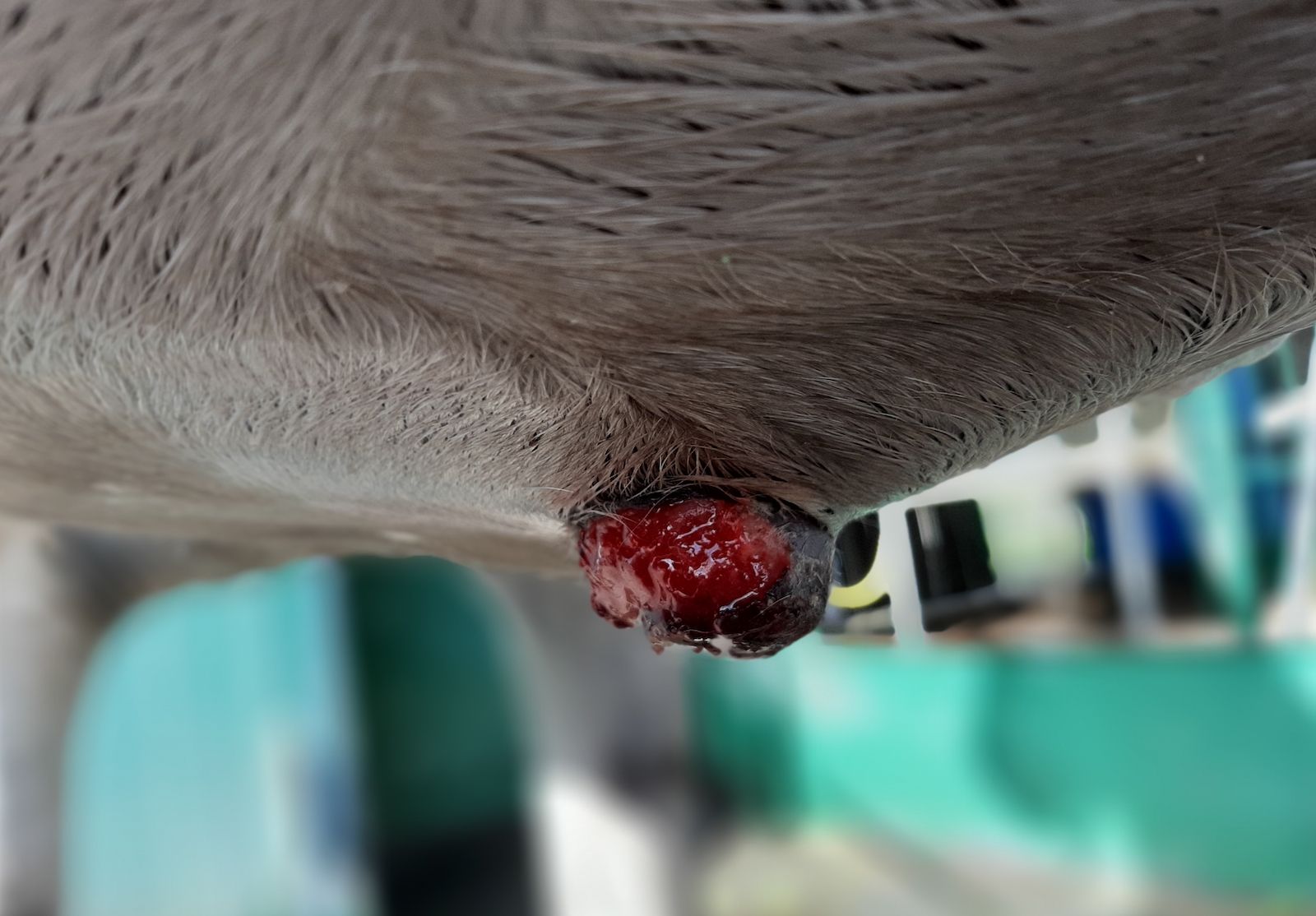 Natural herbal support for sarcoids in horses