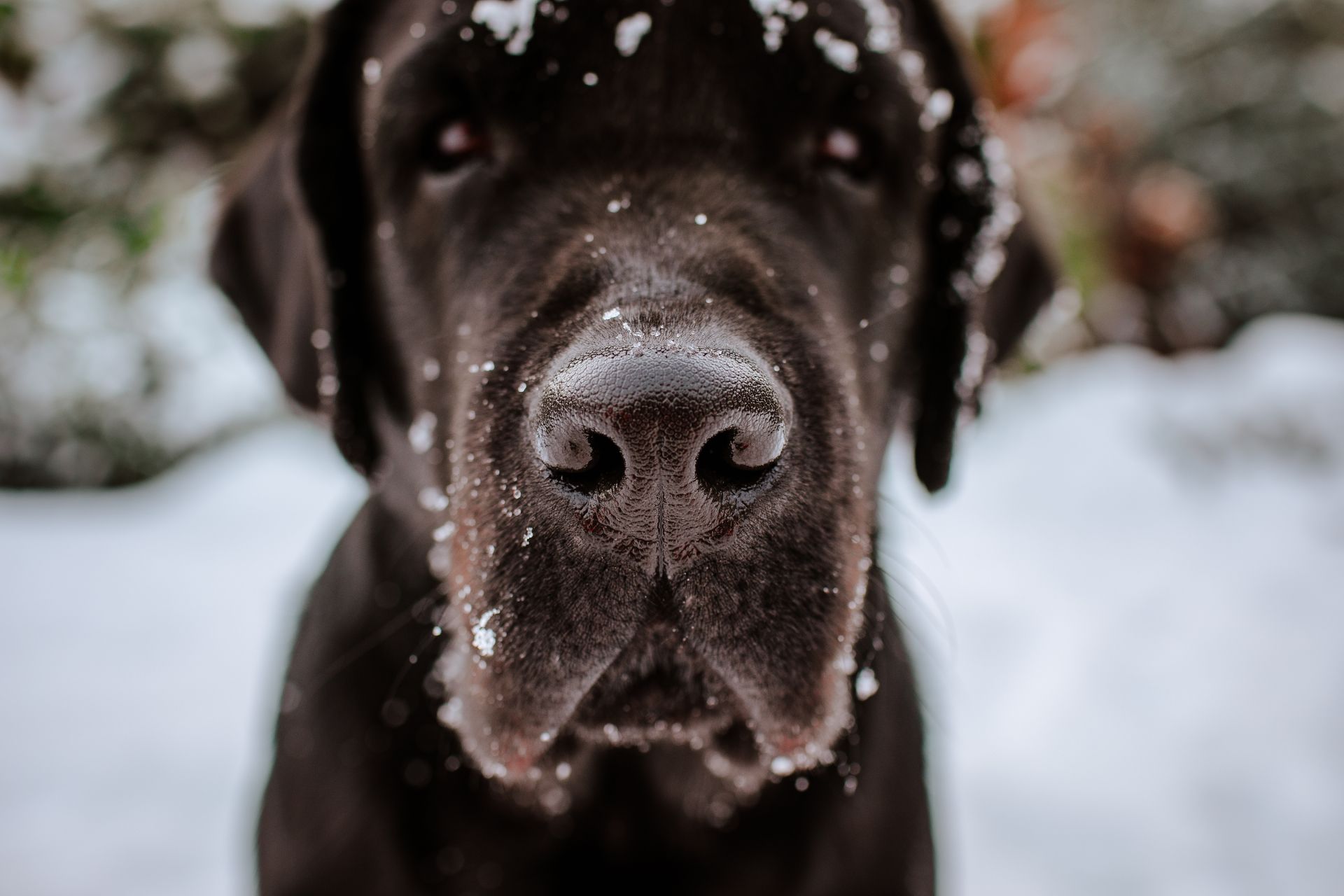 What is winter snow nose?