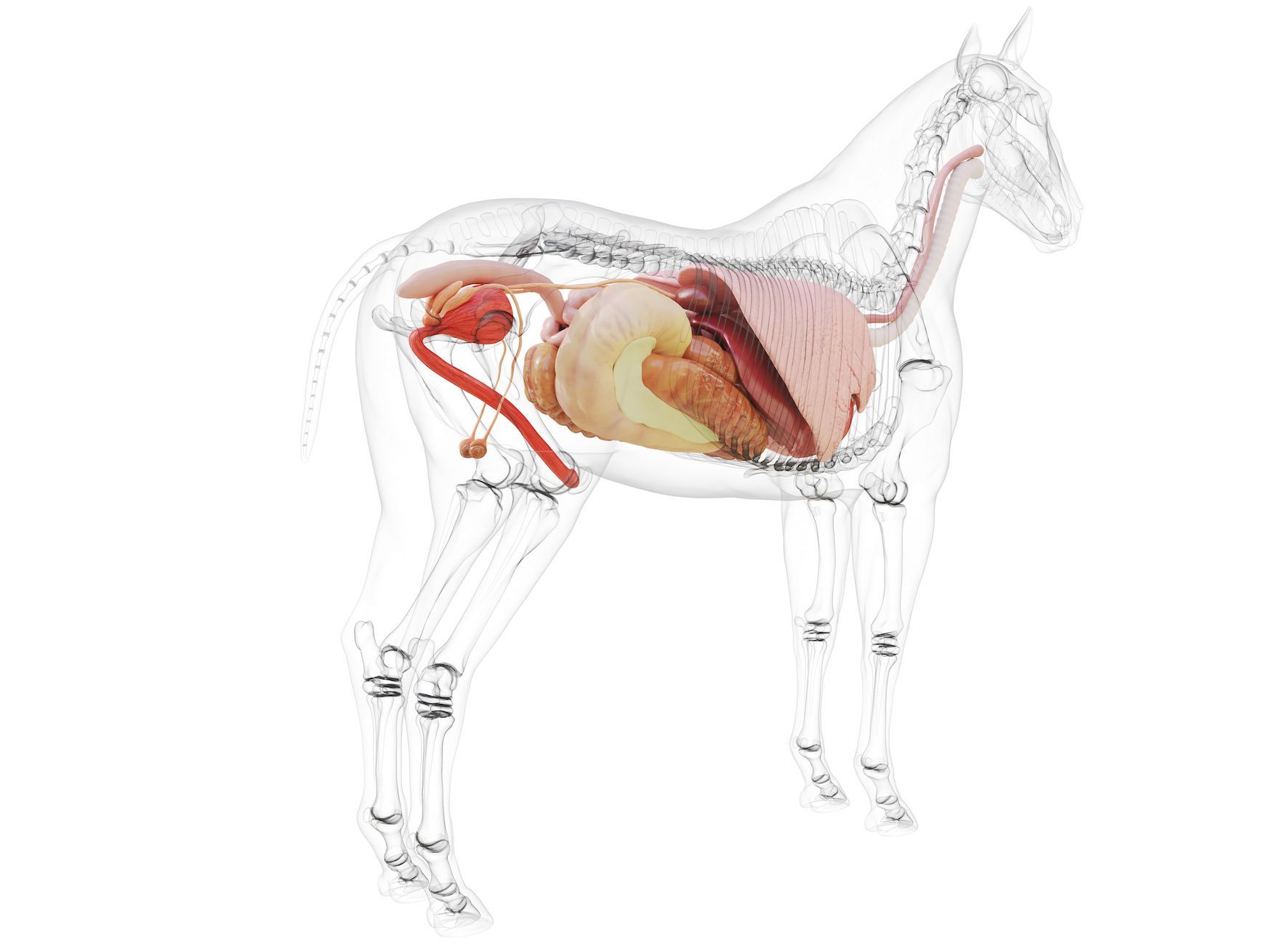 Good guts - common questions about the equine microbiome