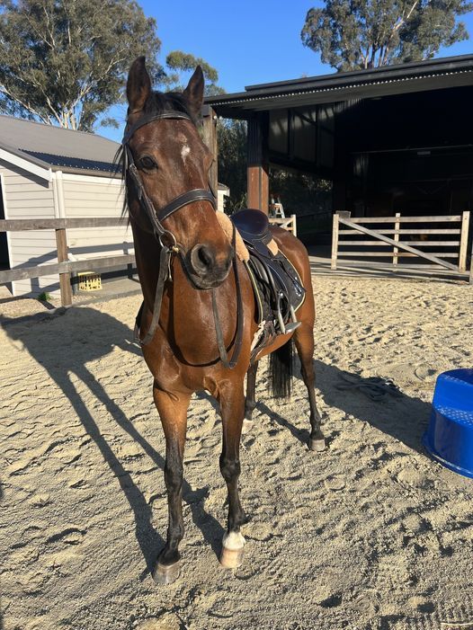 Happy as a horse