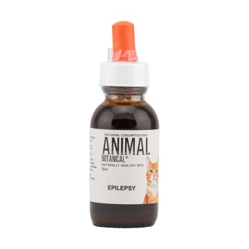 Epilepsy Feline