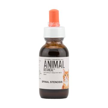 Spinal Stenosis Feline