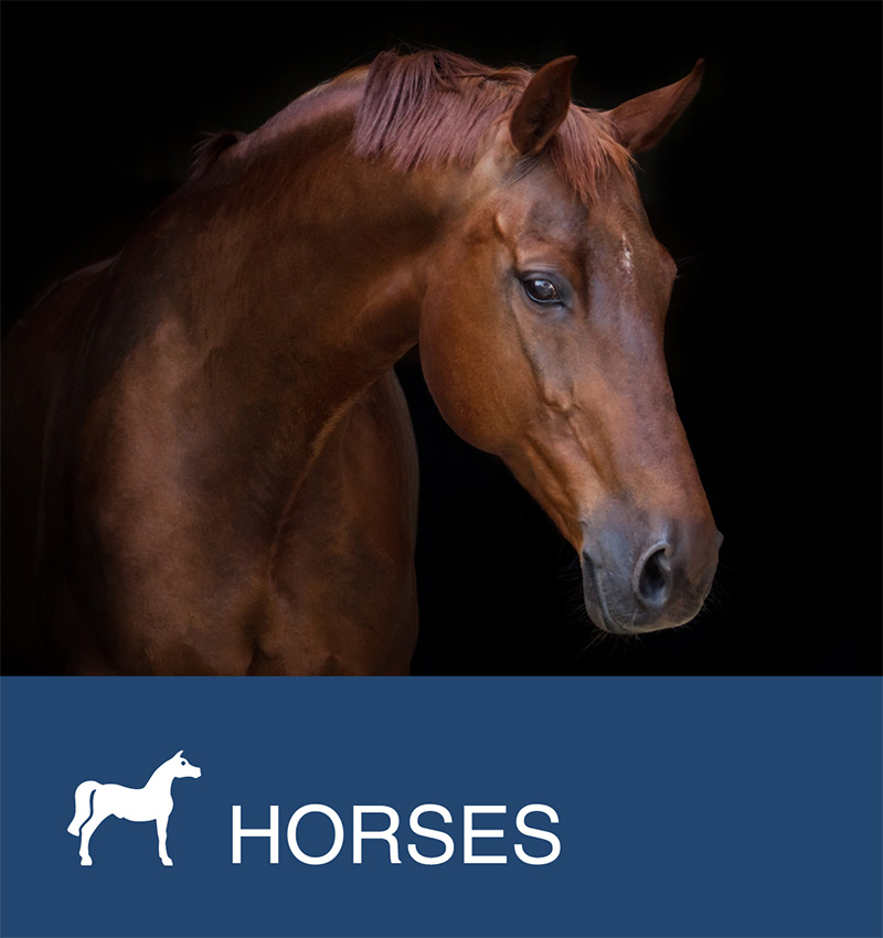 Horses / Equine