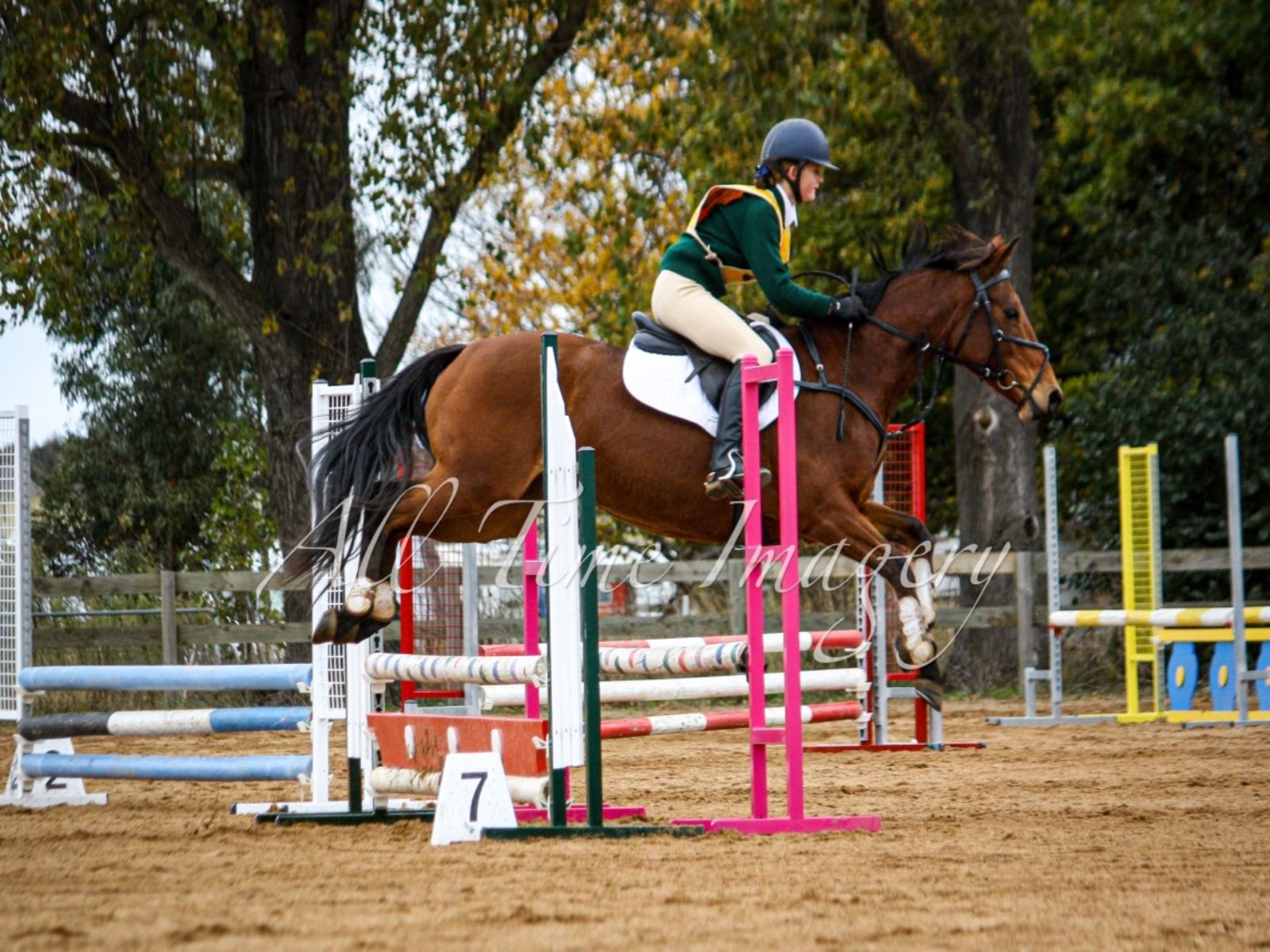 dressage image