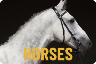 Horse Category