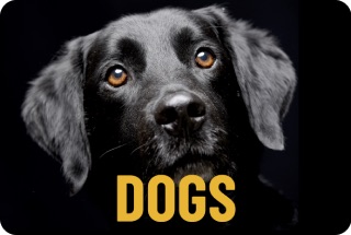 Dog Category