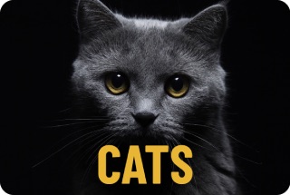Cat Category